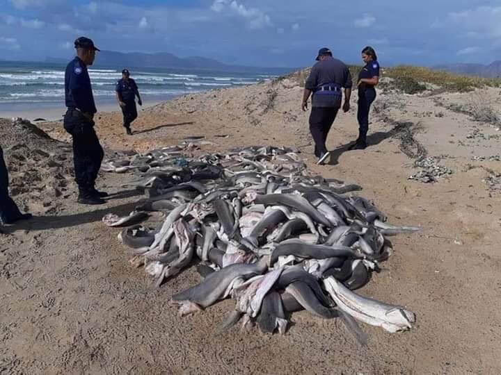 Chinese Trawlers Leaving Behind Headless and Finless Sharks Along Western Cape 