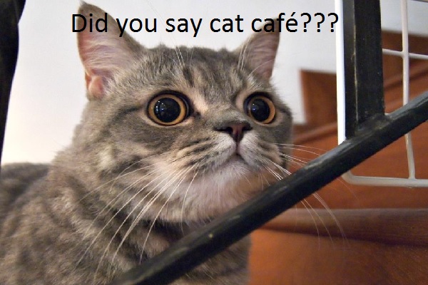 Going Gah Gah Over Cat Café