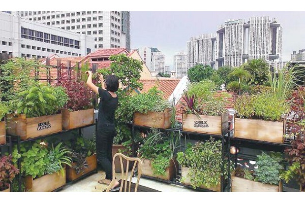 Singapore’s Green Roof