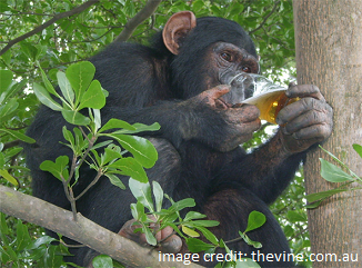 Was human evolution helped along by alcohol?