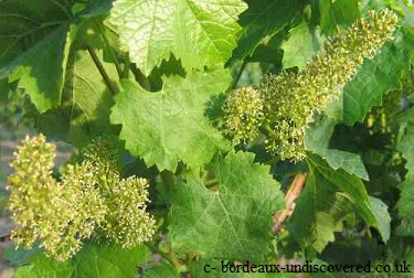 “Perfect” flowering leaves optimistic Medoc chateaux
