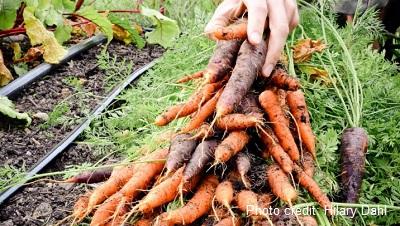 Re-visit the Carrot with Bacchanalia