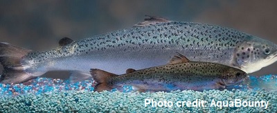 US Approves Genetically-modified Salmon for Food