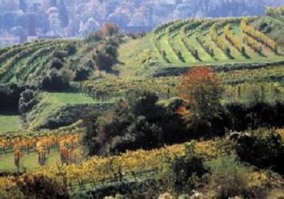 Austria's Wine Harvest - Good, Better, 2015