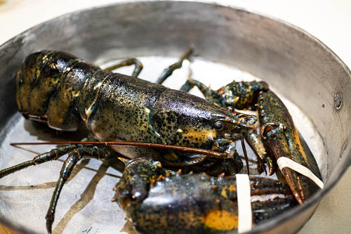 Clawing Out Every Detail with American Lobsters!