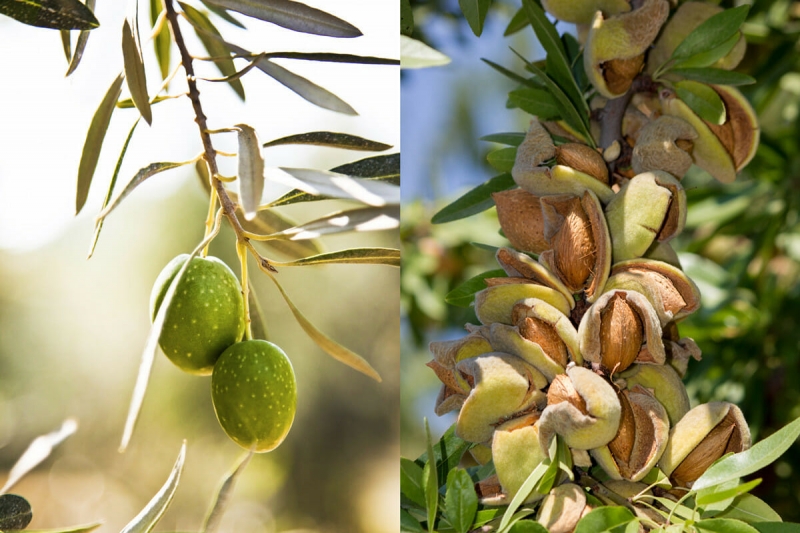 Olive For California Olives This February!