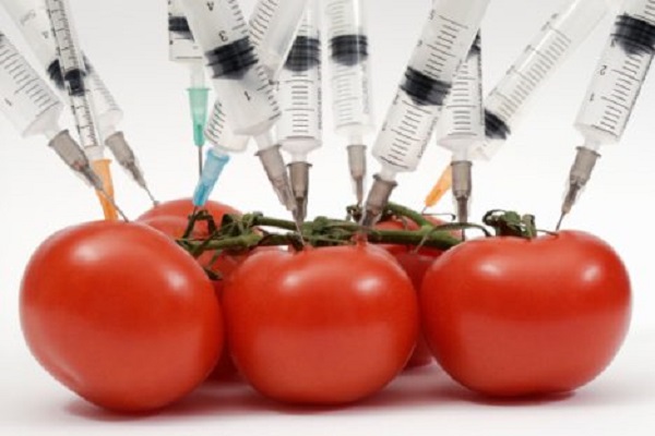 Wise Or Not For Genetically Altered Food