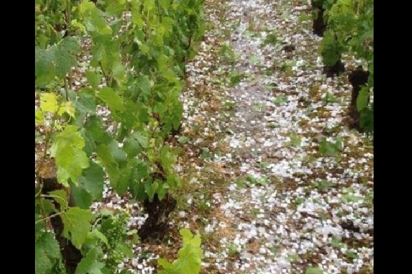 3,000 Hectares Of Vines Destroyed