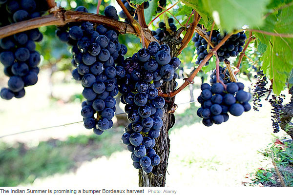 Summer rescues Bordeaux wines