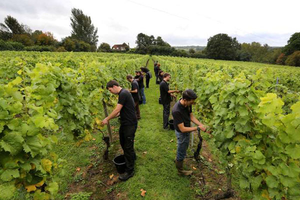 Increase of new UK wine producers