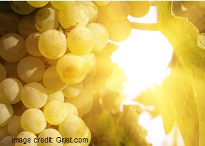 Sunscreen for grapes: now a thing Down Under