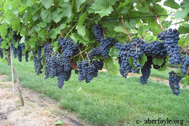 Cold US regions expand wine industry with “Marquette” grape