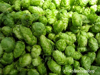 Beer prices look to surge after drought causes shortage in hops