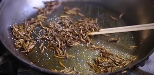 Food of the Future - We Need to Eat More Bugs