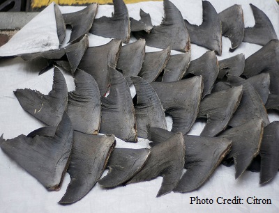 Shark Update: Efforts to save the sharks, not yielding desired results