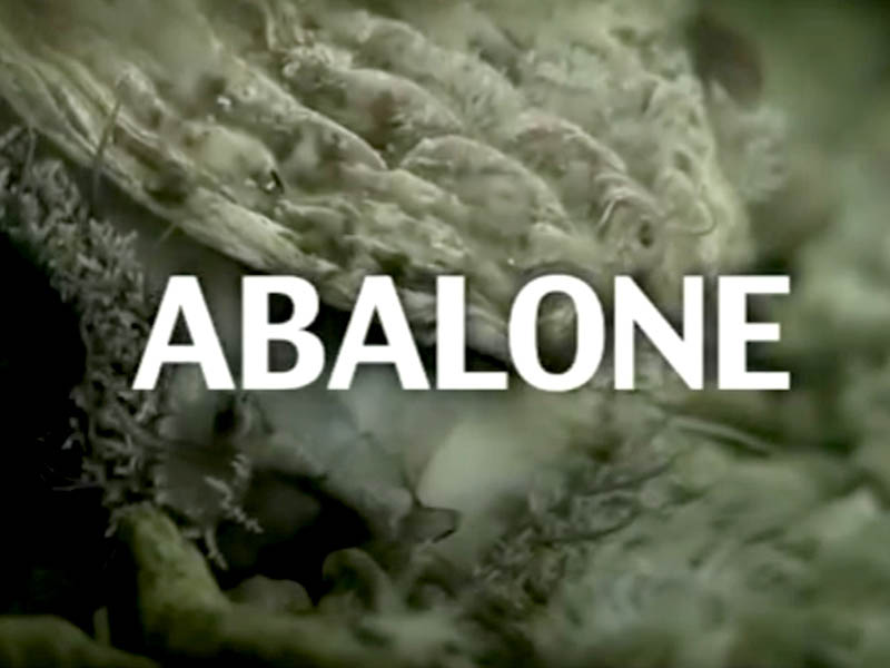 Abalone: A Dangerous Harvest