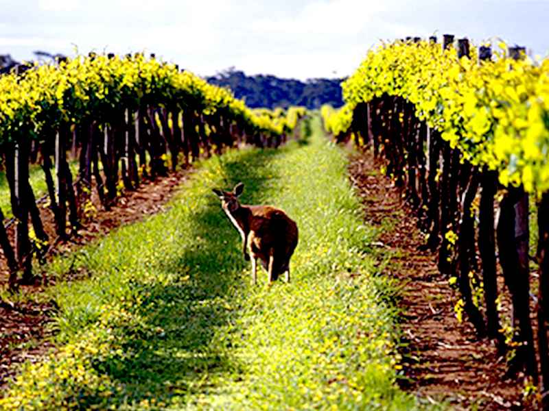 Celebrating The Finest of Australian Wines