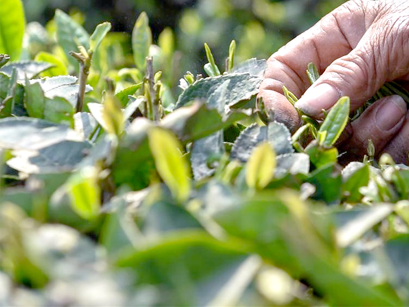 Australian Tea Masters