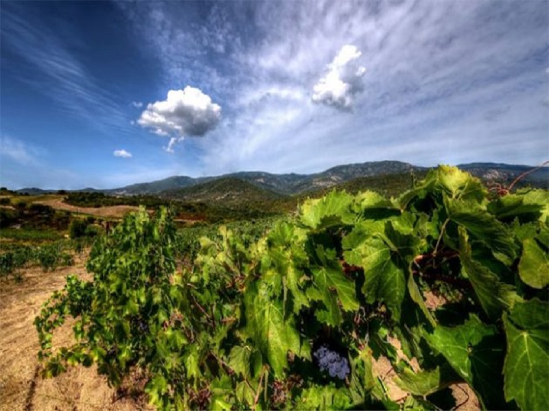 The Magical Wines of Corsica
