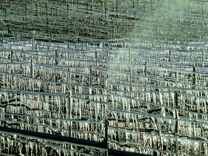 Frost Threatens to Destroy Half of Bordeaux Vineyards
