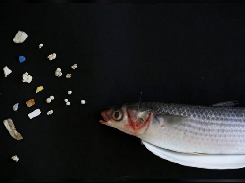 Watch a video of plastic bits picked out from the flesh of grey mullet